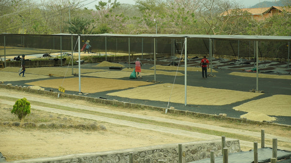 スペシャルティコーヒーの乾燥場