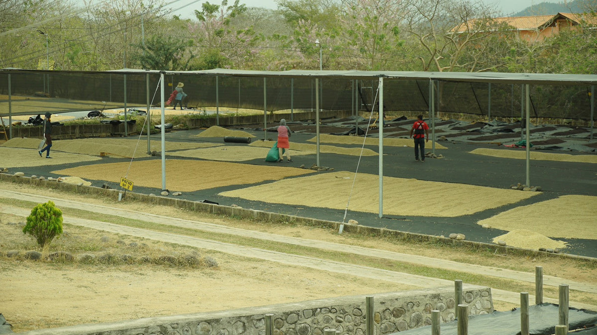スペシャルティコーヒーの乾燥場