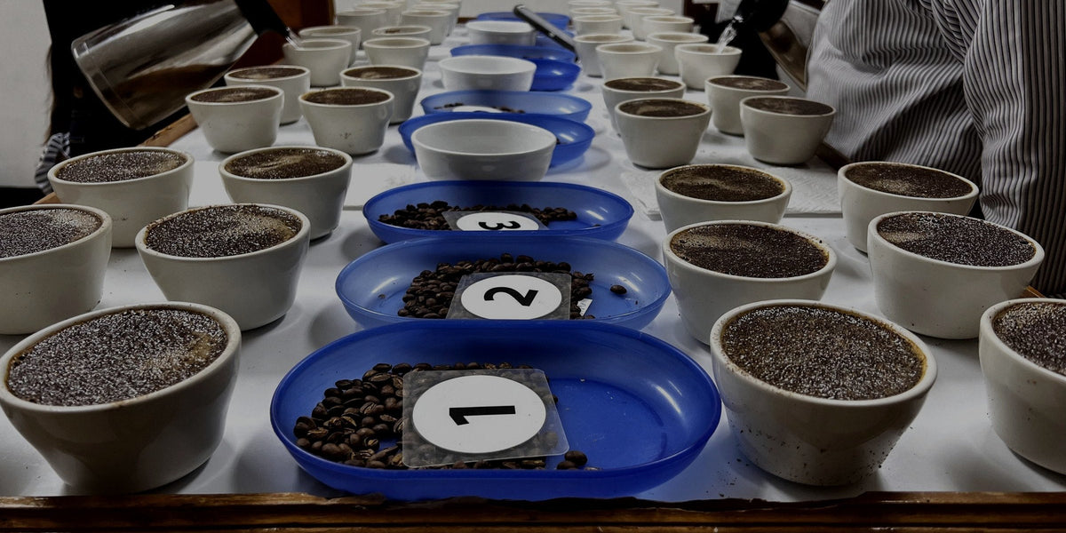 番号をふったコーヒー豆とカップが並ぶカッピングのテーブル