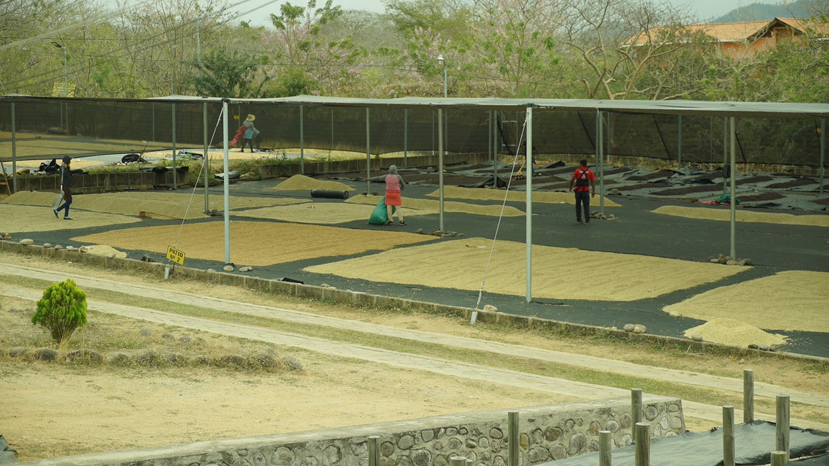スペシャルティコーヒーの乾燥場